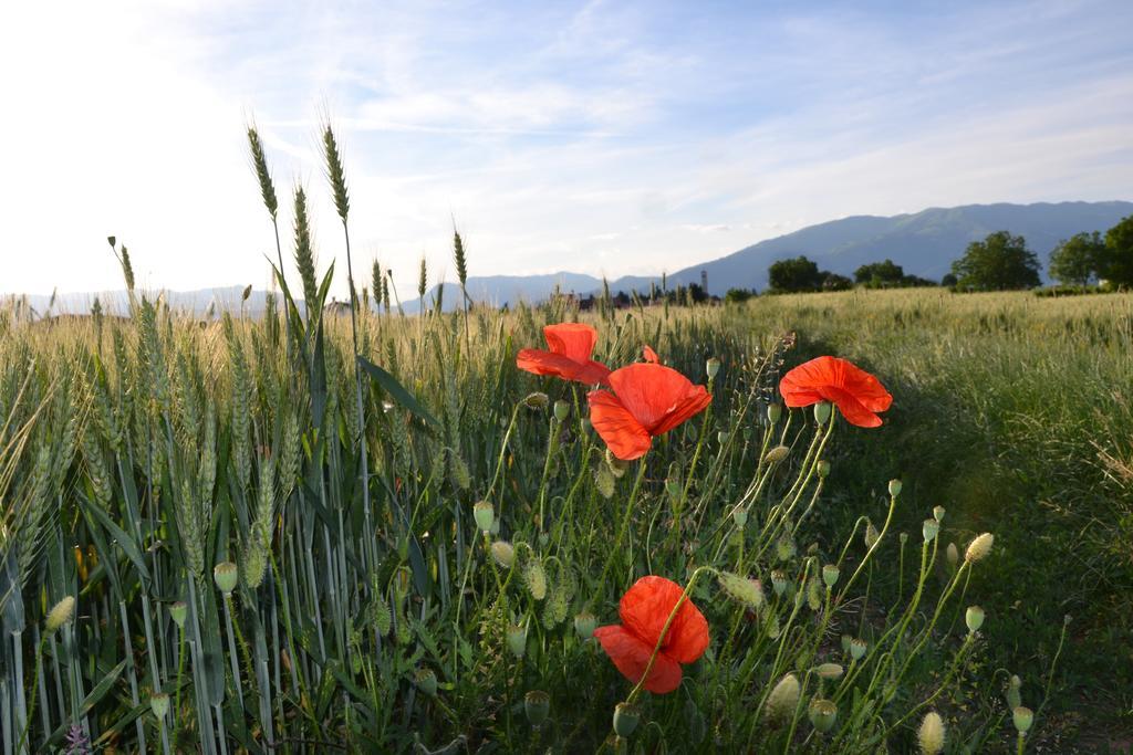 Bed And Breakfast Villa Novella Crocetta del Montello Екстер'єр фото